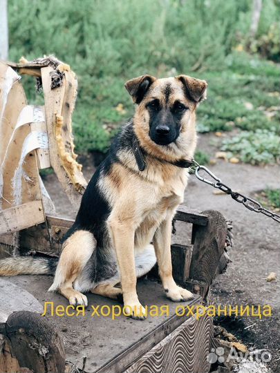 Собака улыбака-охраняка Леся