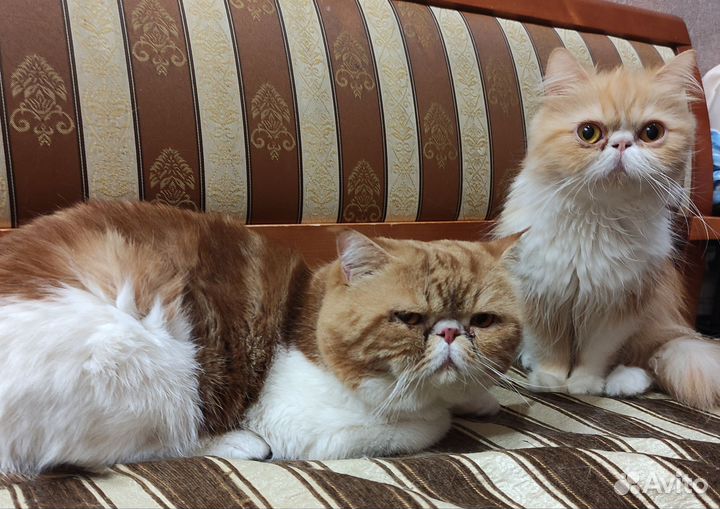 Котята экзоты