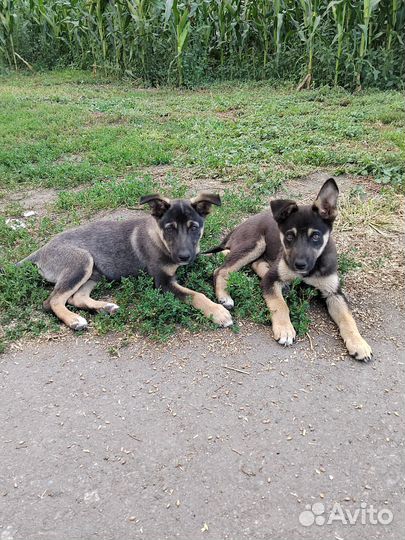 Собака отдам бесплатно