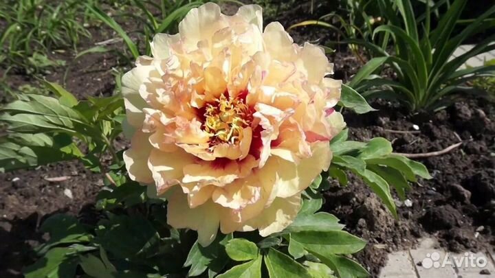 Пион Canary Brilliants