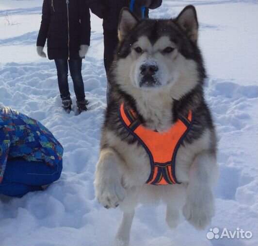 Шлейка - большая