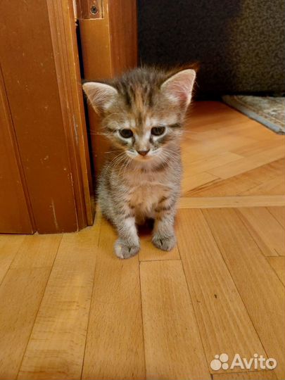 Самая милая кошечка