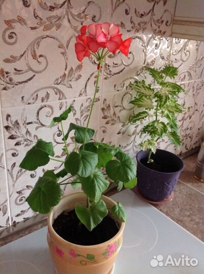 Герань коралловая