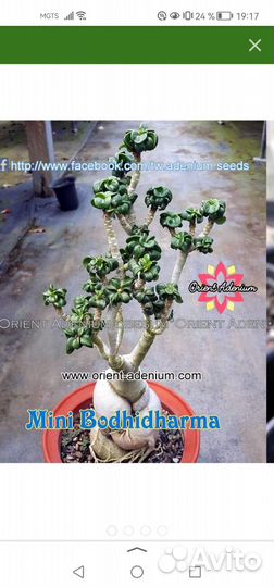 Адениум Mini Bodhidharma