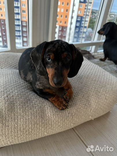 Мраморная такса вязка