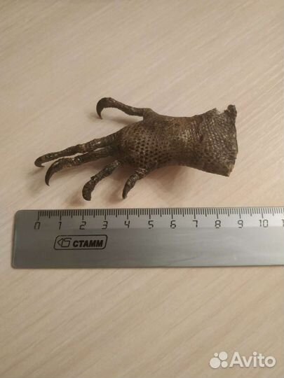 Лапка аллигатора