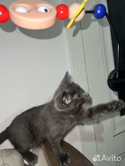 Котенок