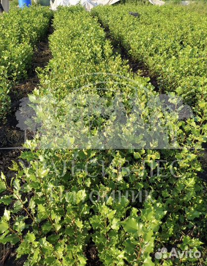 Тополь пирамидальный без пуха саженцы черенки