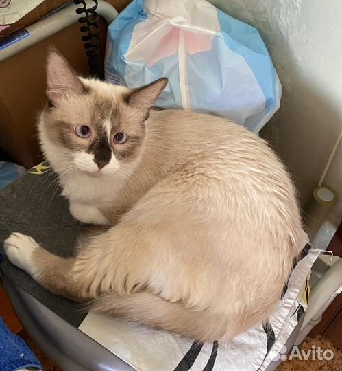 Сиамский котик 7 месяцев