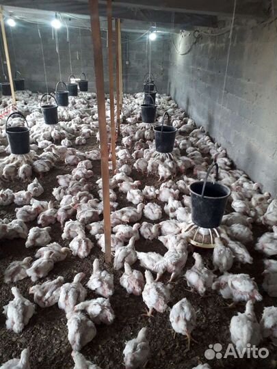 Цыплята броилера