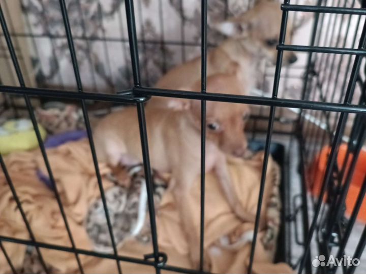 Мини той-терьер