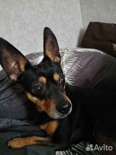 Вязка Пинчер