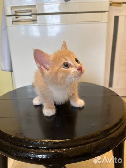 Рыжий котенок мальчик