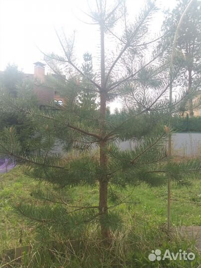 Саженцы сосны