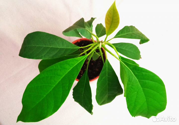 Авокадо, взрослое растение