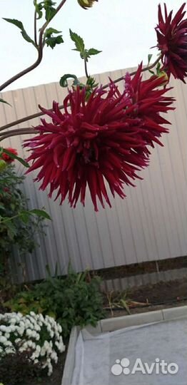 Георгины клубни