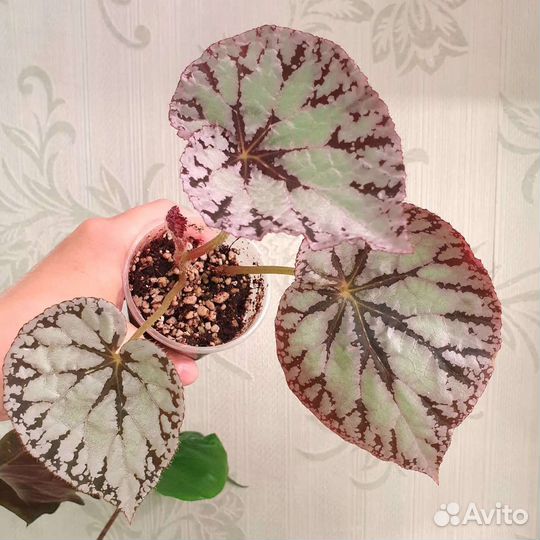 Комнатные растения, цветы