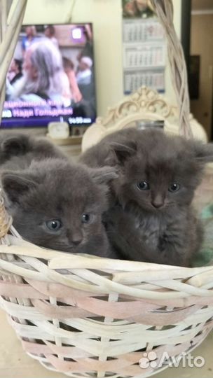 Кошка в дар