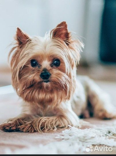 Выгуливаю собак