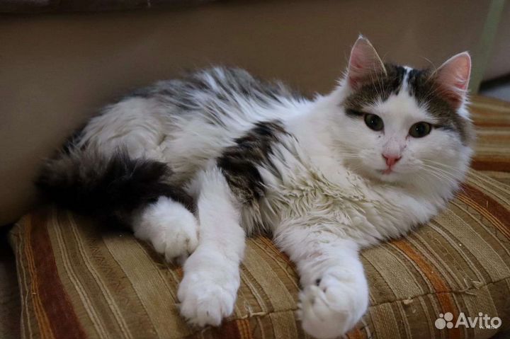 Жозеф ищет дом