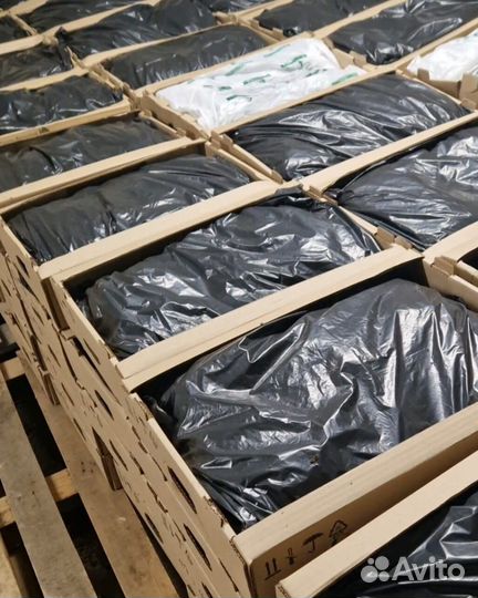 Саженцы сосны и ели окс оптом