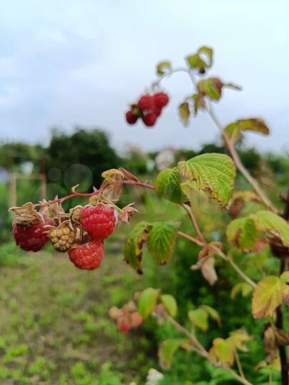 Дача 25 м² на участке 7 сот.