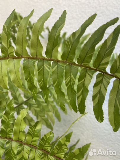 Папоротник Tiger fern