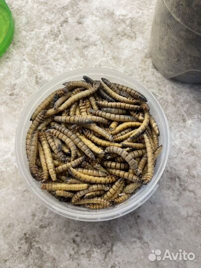Сверчки кормовые замороженные