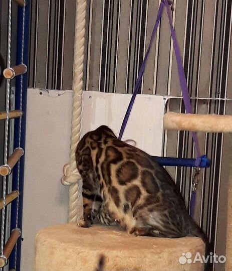 Бенгальская