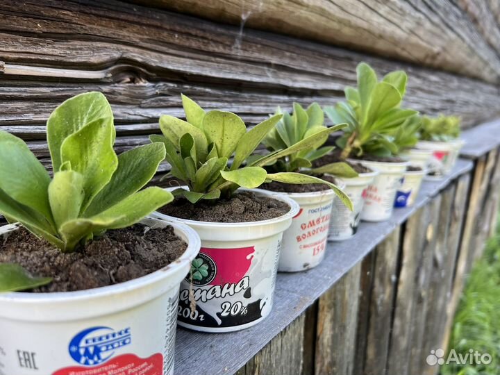 Примула-аурикула, махровая