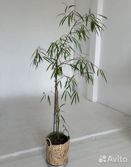 Фикус бенджамина али 1,80м