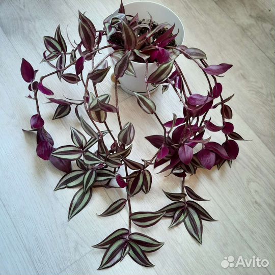 Традесканция зебрина