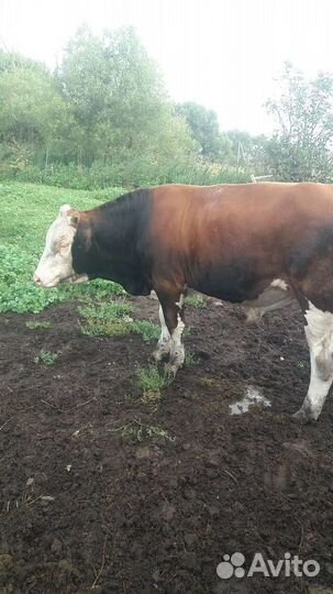 Продам быка