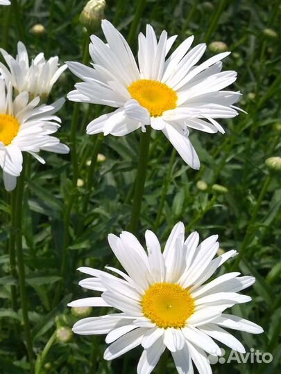 Нивяник многолетний (ромашка садовая)