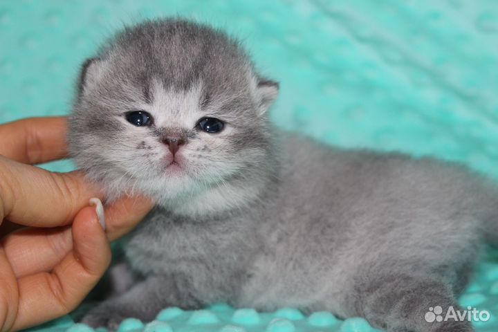 Шотландские котята