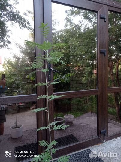 Маньчжурский орех, клён, ёлочки, рябина