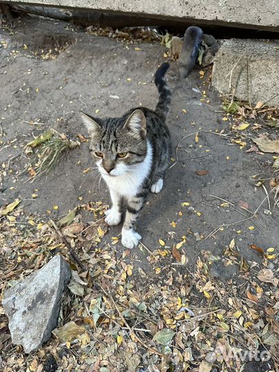 Молодой котик