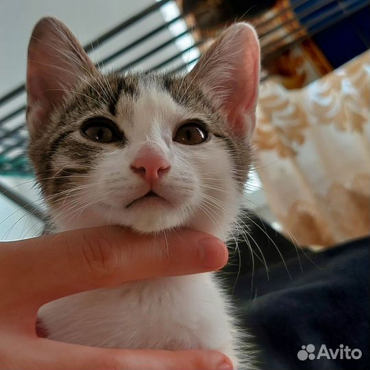 Котенок 2 месяца (девочка) в добрые руки