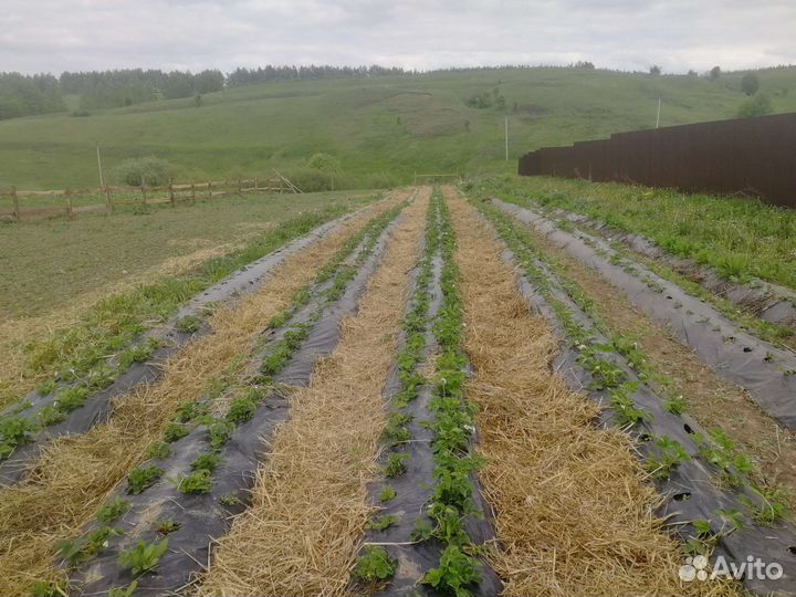 Рассада клубники