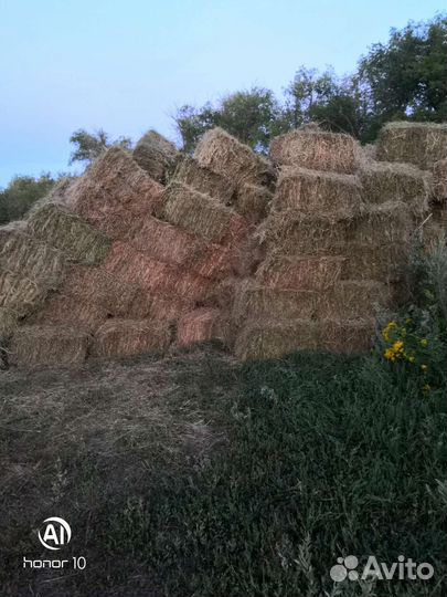 Сено в тюках 2023