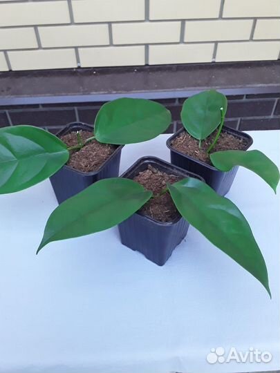 Комнатные растения цветы