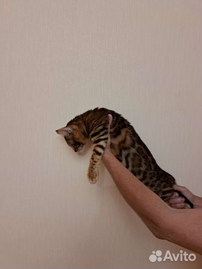 Золотая девочка