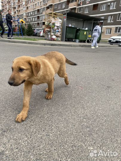 Щенок в добрые руки