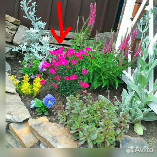 Растения д/альпийской горки/рокария