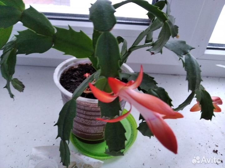 Продам шлюмбергеры /зигокактус, декабрист