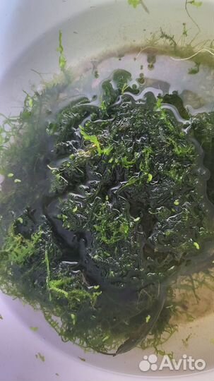 Сом анциструс обыкновенный, платиновые попугаи