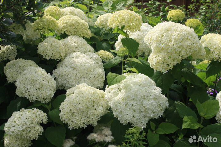 Питомник-С реализует крупнолистовые гортензии