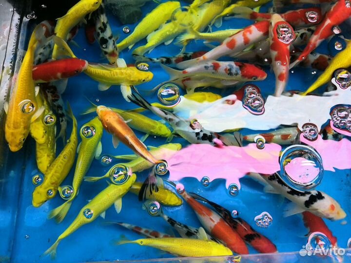 Карп кои карась комета золотая рыбка купить