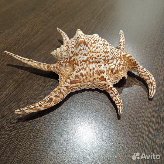 Ракушка морская большая