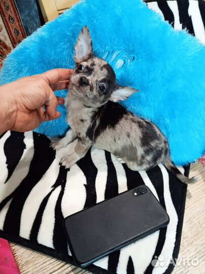 Собаки чихуахуа мини Мерле